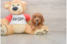 Cavapoo Pup Being Cute