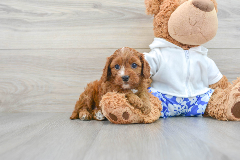 Smart Cavapoo Poodle Mix Pup