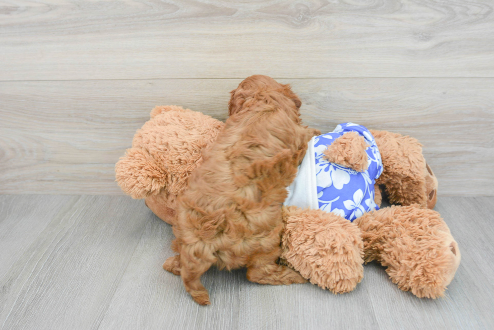 Petite Cavapoo Poodle Mix Pup