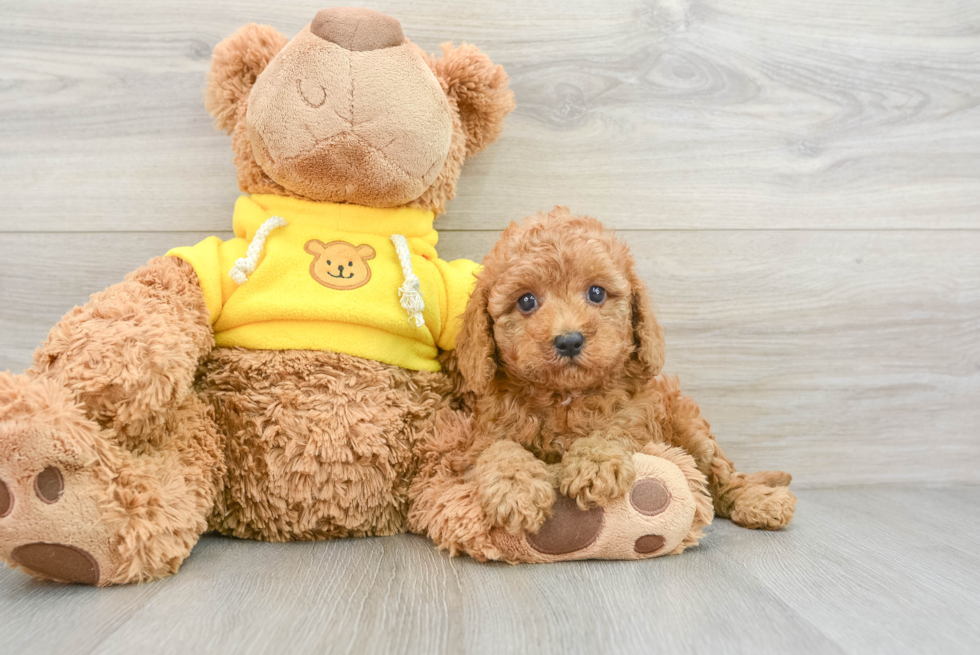 Cavapoo Pup Being Cute