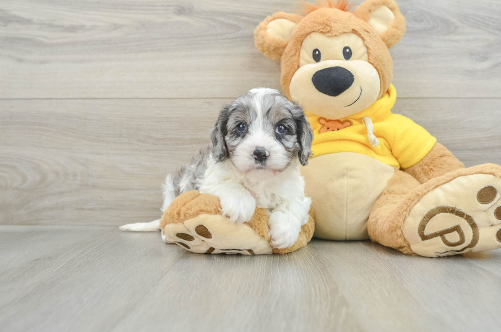 6 week old Cavapoo Puppy For Sale - Windy City Pups