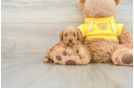 Cavapoo Puppy for Adoption