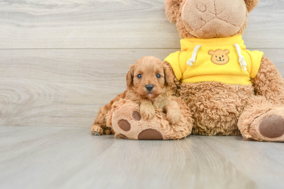 Cavapoo Puppy for Adoption