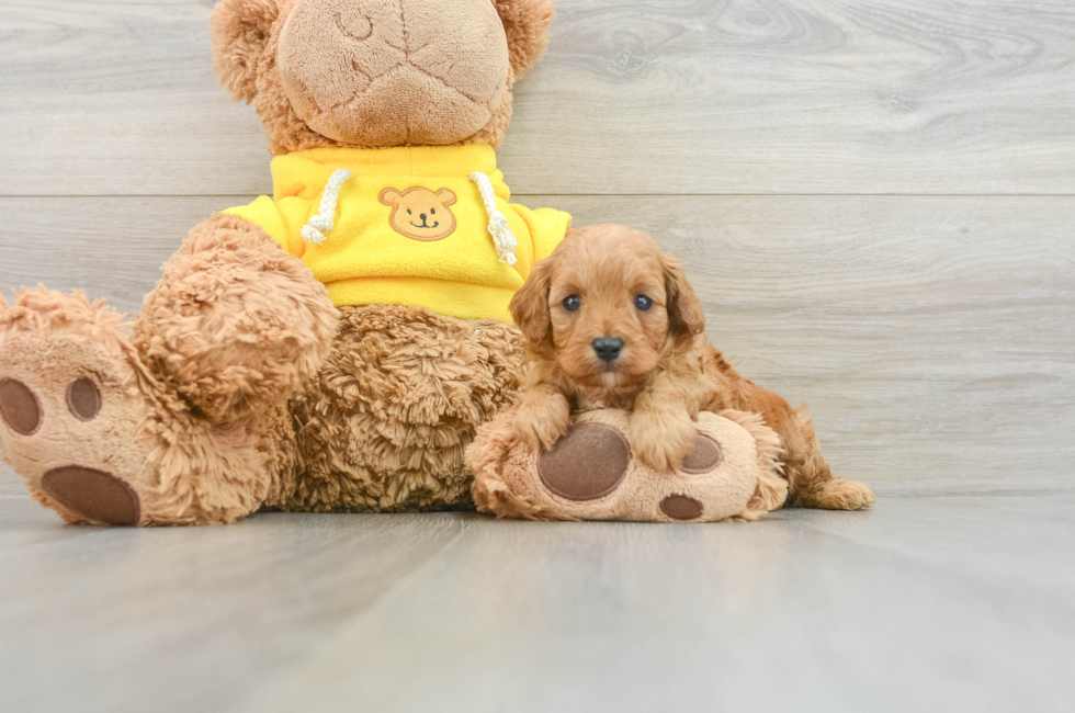 6 week old Cavapoo Puppy For Sale - Windy City Pups