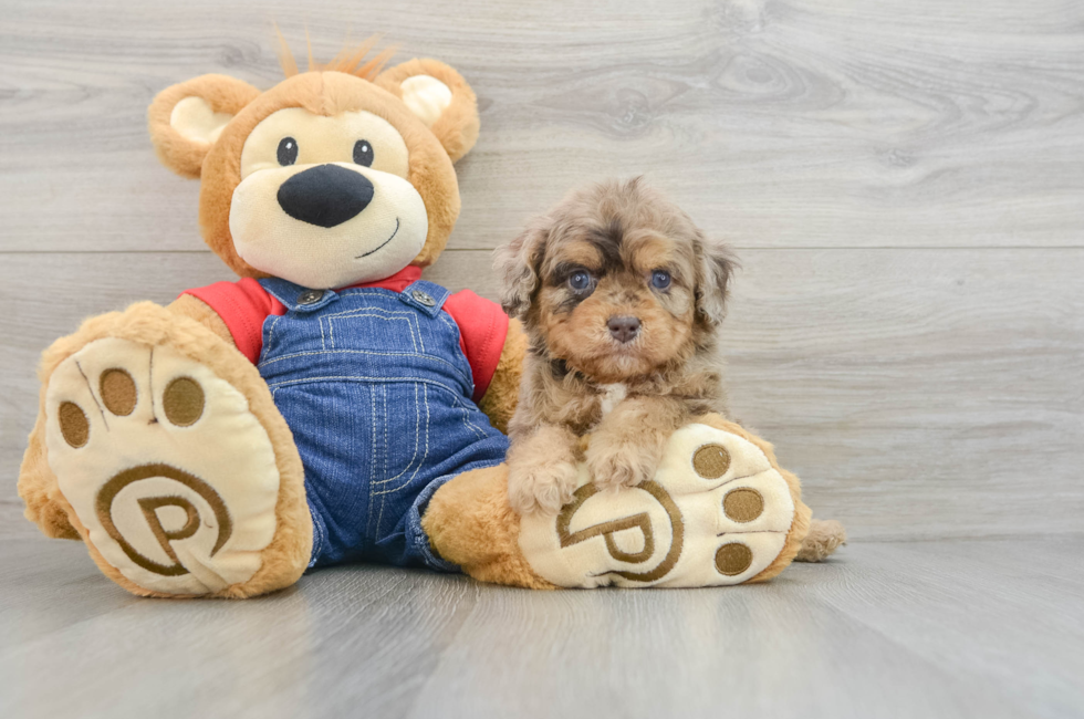 5 week old Cavapoo Puppy For Sale - Windy City Pups