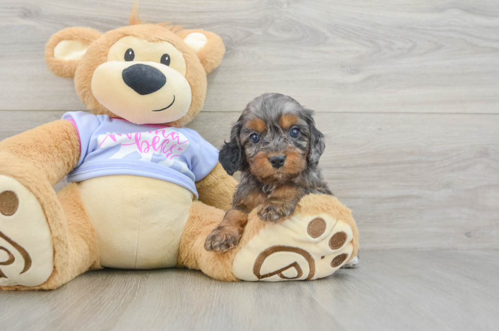 6 week old Cavapoo Puppy For Sale - Windy City Pups
