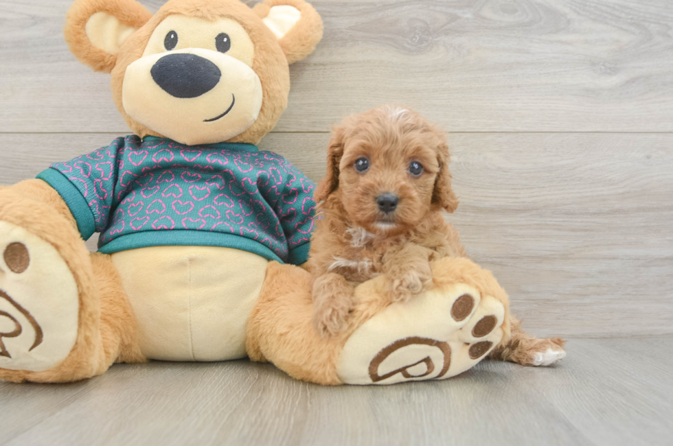 5 week old Cavapoo Puppy For Sale - Windy City Pups
