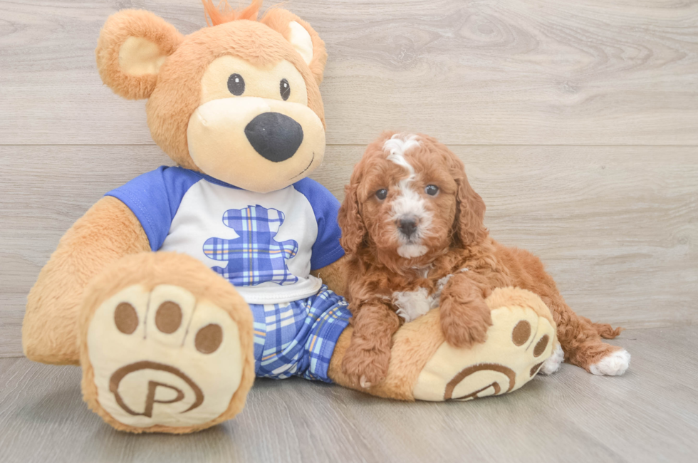 5 week old Cavapoo Puppy For Sale - Windy City Pups