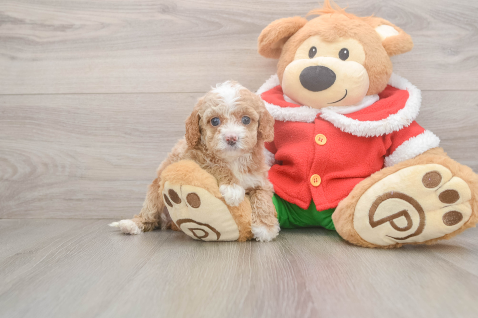 Best Cavapoo Baby