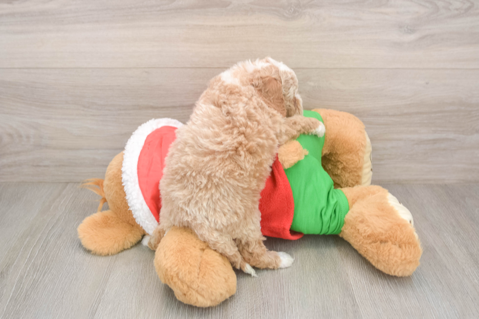 Cavapoo Pup Being Cute