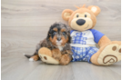 Best Cavapoo Baby