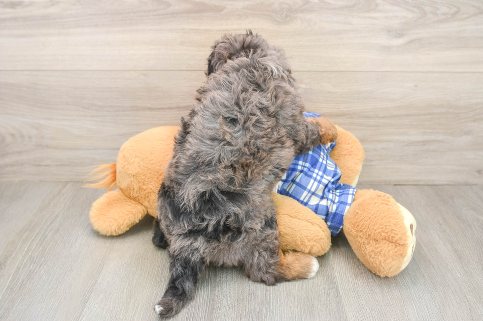 Playful Cavapoodle Poodle Mix Puppy