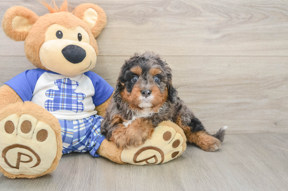 Cavapoo Pup Being Cute