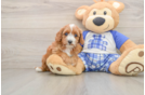 Cavapoo Puppy for Adoption