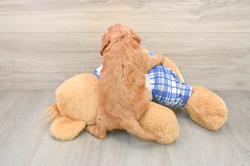 Adorable Cavalier King Charles Spaniel and Poodle Mix Poodle Mix Puppy