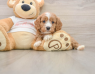 8 week old Cavapoo Puppy For Sale - Windy City Pups
