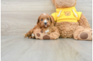 Cavapoo Pup Being Cute