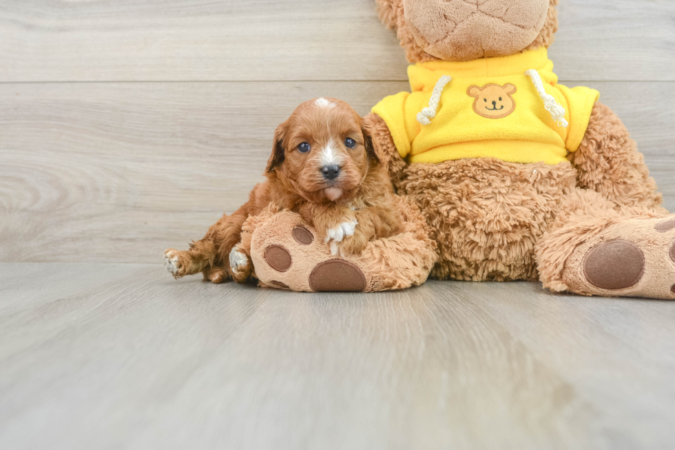 Cavapoo Pup Being Cute