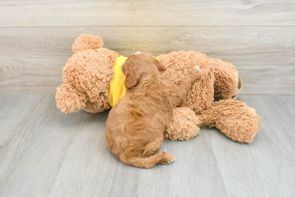 Adorable Cavalier King Charles Spaniel and Poodle Mix Poodle Mix Puppy