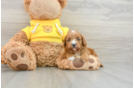 Cavapoo Pup Being Cute