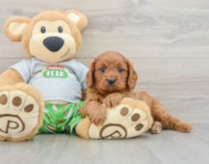 9 week old Cavapoo Puppy For Sale - Windy City Pups