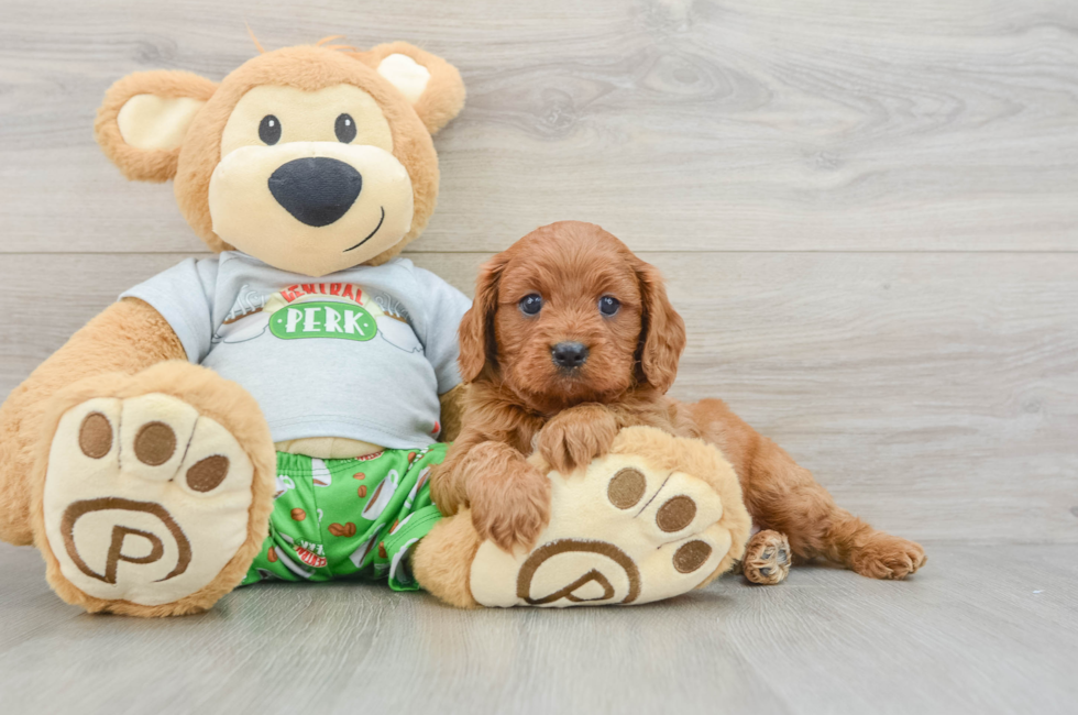 8 week old Cavapoo Puppy For Sale - Windy City Pups