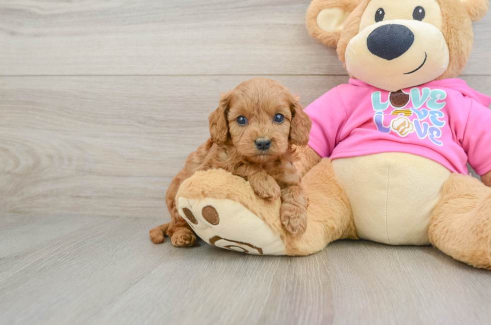7 week old Cavapoo Puppy For Sale - Windy City Pups