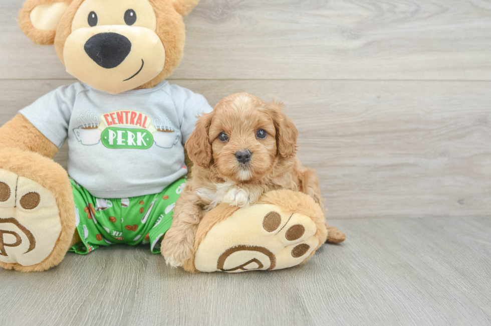 5 week old Cavapoo Puppy For Sale - Windy City Pups