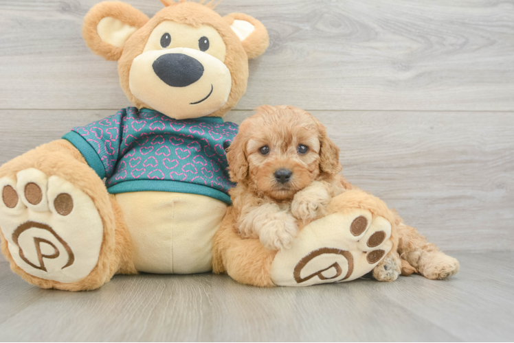 Small Cavapoo Baby