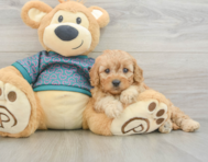 7 week old Cavapoo Puppy For Sale - Windy City Pups