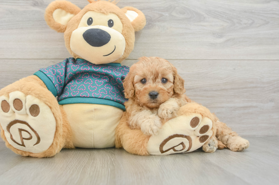 5 week old Cavapoo Puppy For Sale - Windy City Pups