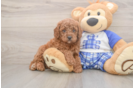 Smart Cavapoo Poodle Mix Pup