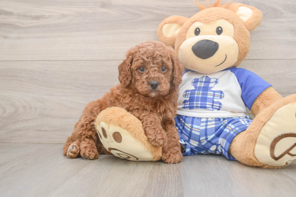 Smart Cavapoo Poodle Mix Pup