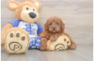 Cavapoo Pup Being Cute