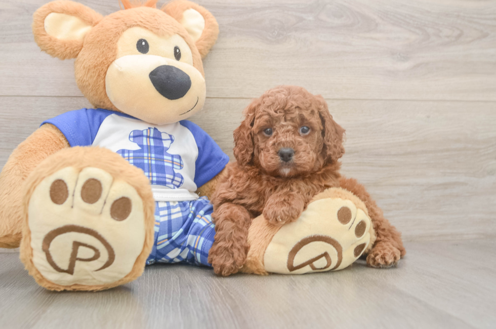 5 week old Cavapoo Puppy For Sale - Windy City Pups