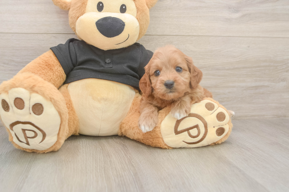 Friendly Cavapoo Baby