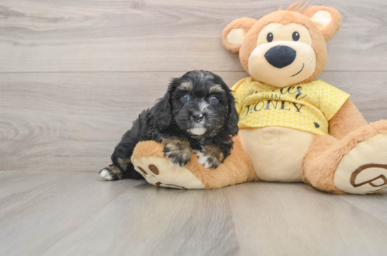 Cavapoo Pup Being Cute