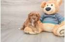 Cavapoo Puppy for Adoption