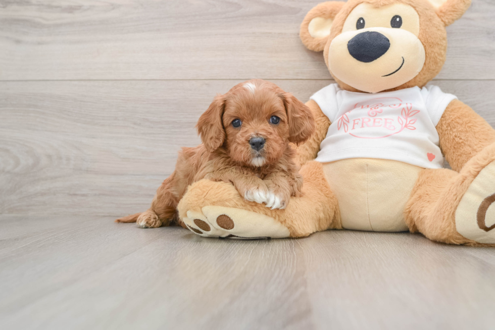 Cavapoo Puppy for Adoption