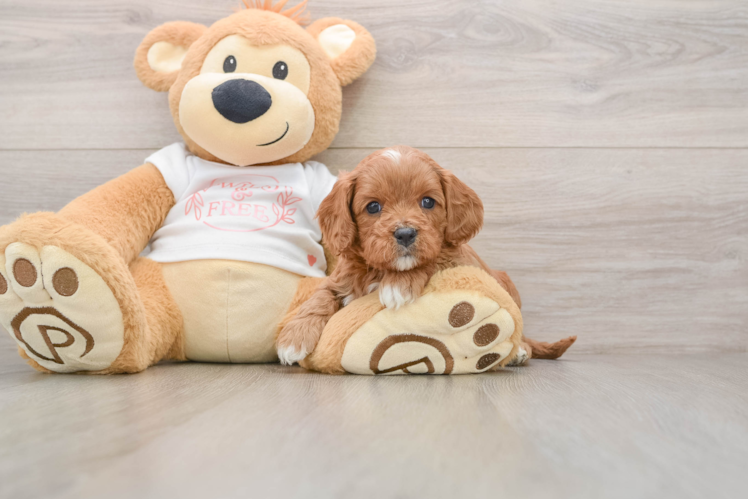 Best Cavapoo Baby