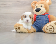 8 week old Cavapoo Puppy For Sale - Windy City Pups
