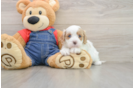 Small Cavapoo Baby