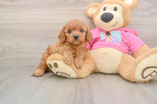 Happy Cavapoo Baby