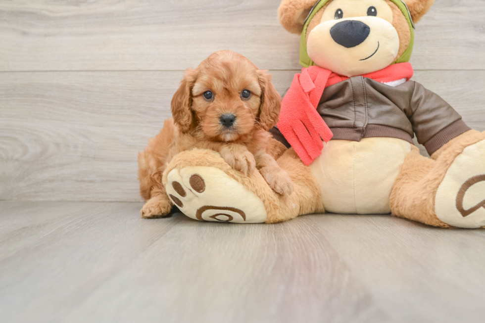 Cavapoo Puppy for Adoption