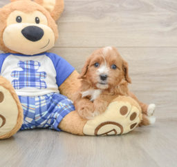 7 week old Cavapoo Puppy For Sale - Windy City Pups