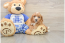 Cavapoo Puppy for Adoption