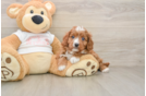 Cavapoo Puppy for Adoption