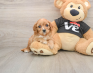 13 week old Cavapoo Puppy For Sale - Windy City Pups