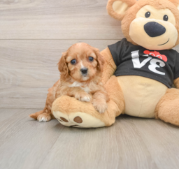 6 week old Cavapoo Puppy For Sale - Windy City Pups