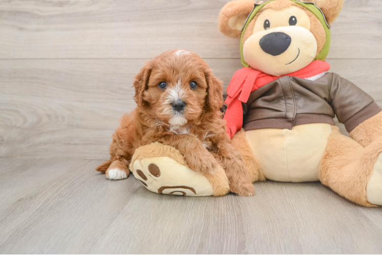 Cavapoo Puppy for Adoption